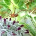 Harvestman with hitchhikers by julienne1