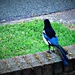 Magpie  -- the early bird !  by beryl