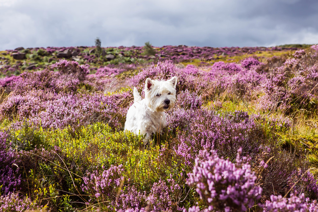 26th August 2015     - Finlay in the heather by pamknowler