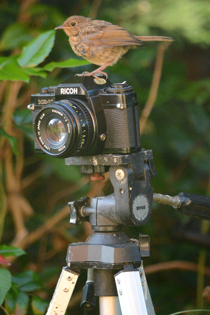 Baby Robin on a Ricoh SLR by richardcreese
