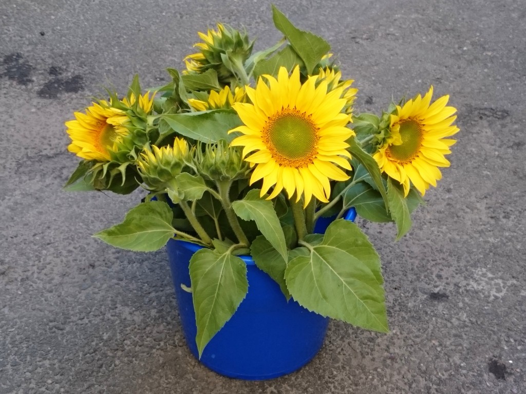 Sunflowers in a bucket by boxplayer