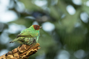 26th Aug 2015 - Bay-headed Tanager