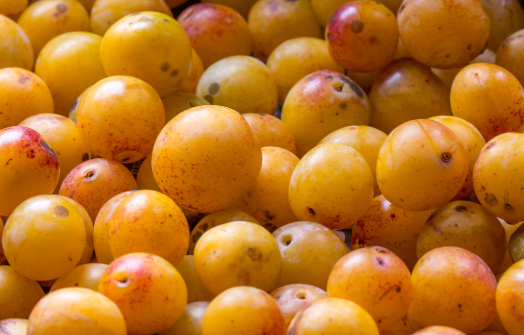 A Year of Days: Day 238 - Wall to Wall Mirabelles... by vignouse