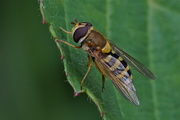 25th Aug 2015 - RESTING HOVER-FLY