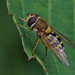 RESTING HOVER-FLY by markp