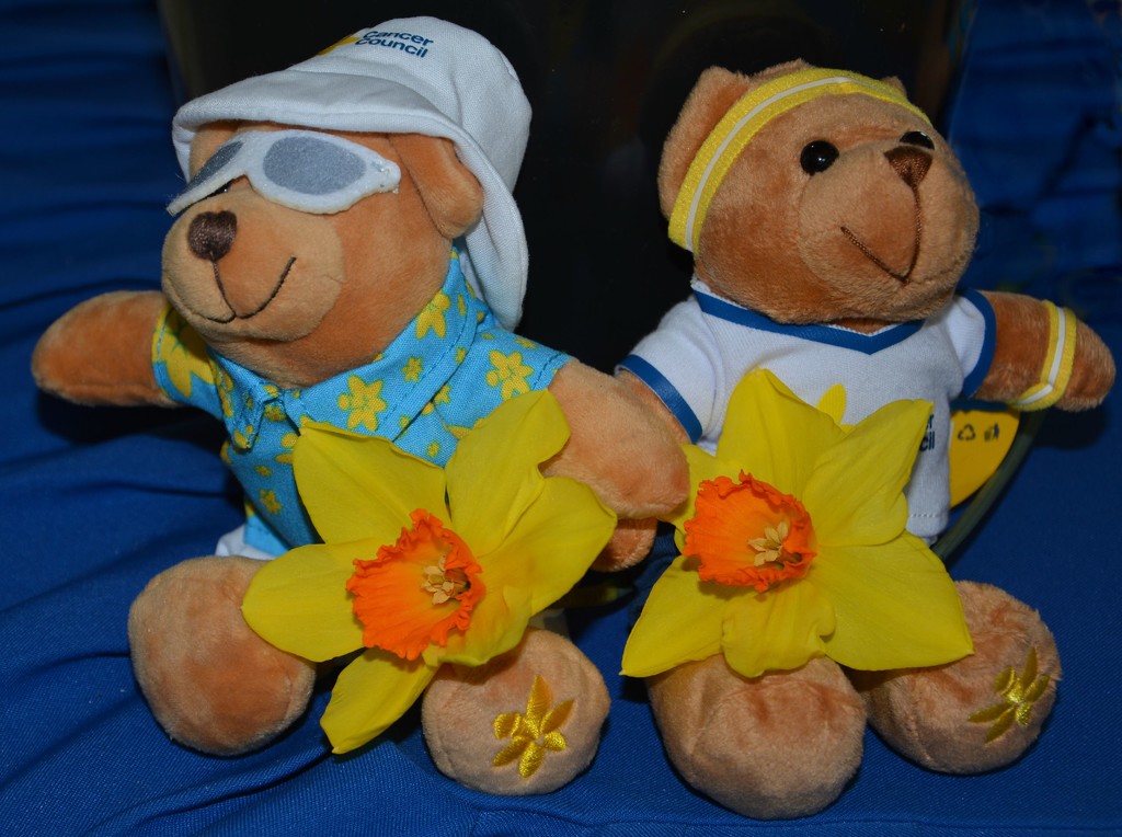 Daffodil Day Teddies DSC_8307 by merrelyn