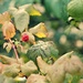 Raspberry by sarahlh