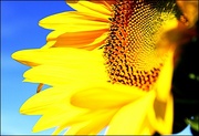 25th Aug 2015 - Sunflower with Blue Sky