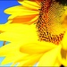 Sunflower with Blue Sky by olivetreeann