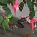 Hummingbird in for Some Sweet Fuchsia Necter by markandlinda