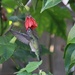 Anna's Hummingbird Back for More by markandlinda