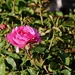 A Favorite Rose in our Garden by markandlinda