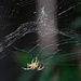 Found this Brown Striped Spider in our Garden Repairing His Web by markandlinda