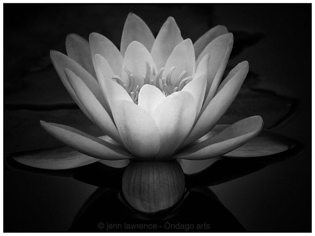 Water Lily in BW by aikiuser