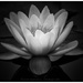 Water Lily in BW by aikiuser