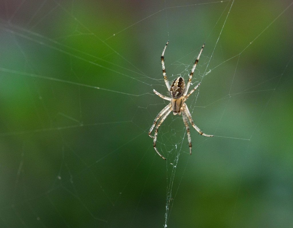 Another Spider by stray_shooter