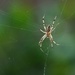 Another Spider by stray_shooter