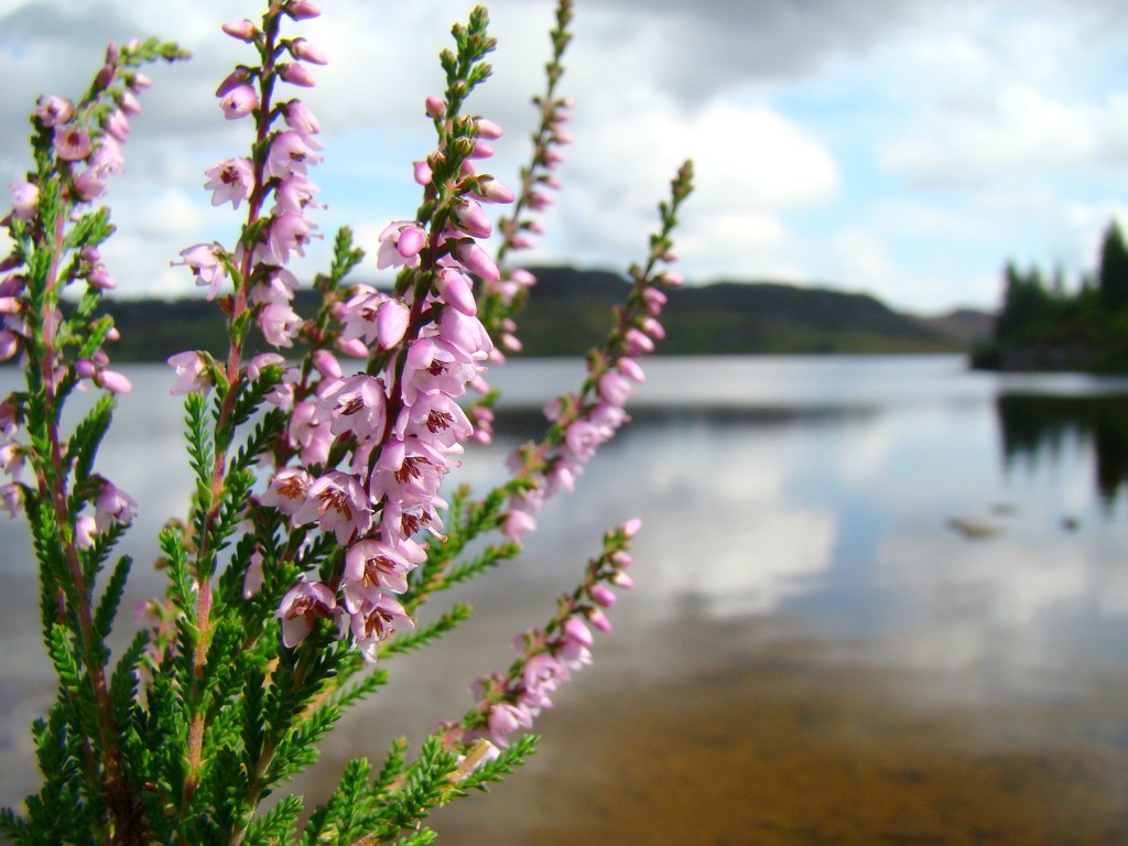 Holiday Day Five: Loch Ordie Heather by bulldog