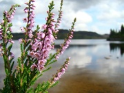 19th Aug 2015 - Holiday Day Five: Loch Ordie Heather