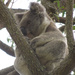 over where? by koalagardens