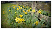 27th Aug 2015 - Daff's and the Post and Rail Fence..