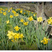 Daff's and the Post and Rail Fence.. by julzmaioro
