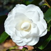 Simple Camellia by nickspicsnz