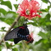 Butterfly and Hibiscus by philhendry
