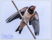 27th Aug 2015 - Young Swallow