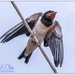Young Swallow by carolmw