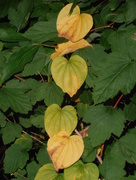 25th Aug 2015 - Heart Leaves