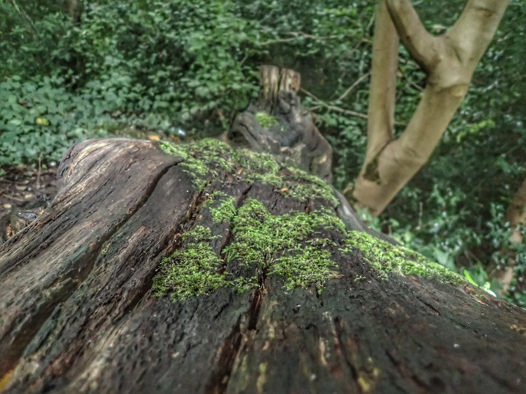 Mossy log by mattjcuk