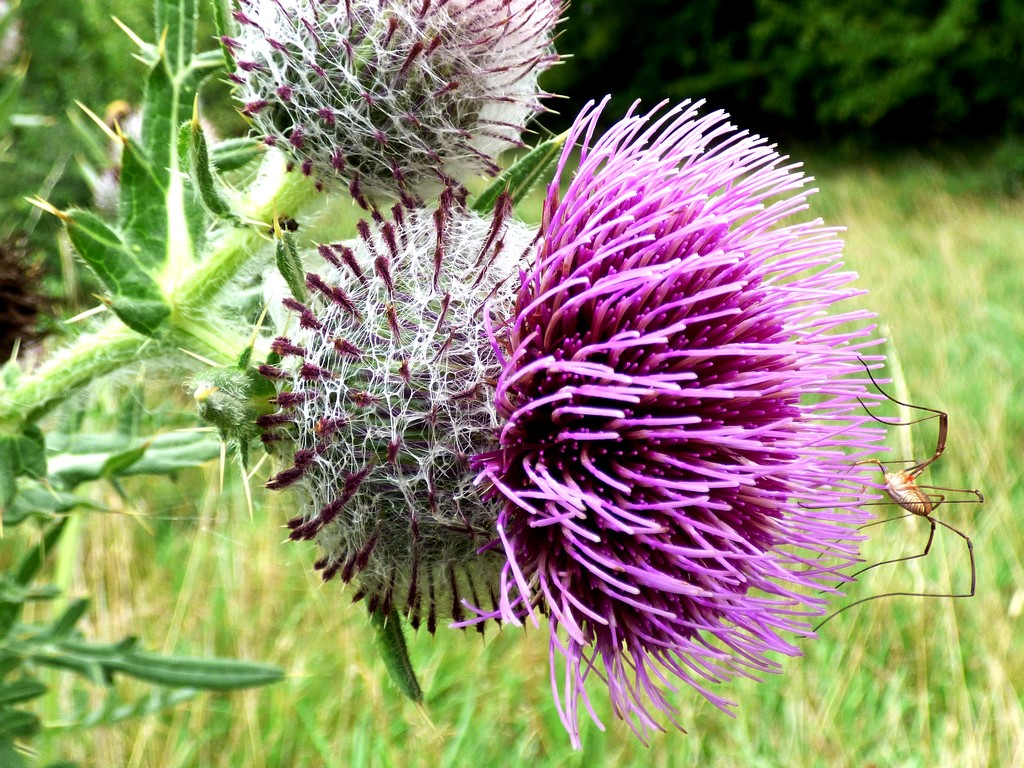 Woolly Thistle by julienne1