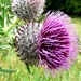 Woolly Thistle by julienne1