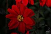 27th Aug 2015 - Red flower