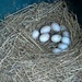 Duck Nest by jo38