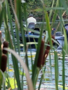 27th Aug 2015 - Fishing among the Cattails