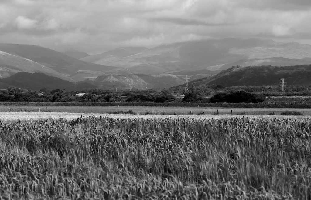 Across the Barley Field by motherjane