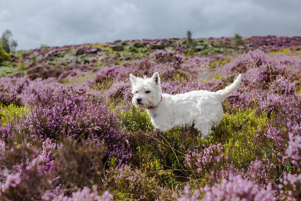 27th August 2015     - Hunting in the heather by pamknowler
