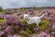 27th Aug 2015 - 27th August 2015     - Hunting in the heather