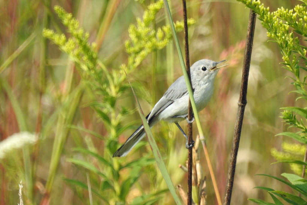 Blue-gray Gnatcatcher Sings by rminer