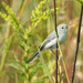 Blue-gray Gnatcatcher Sings by rminer