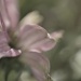 Echinacea   by ziggy77