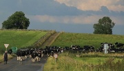 24th Aug 2015 - Bringing the Cows Home