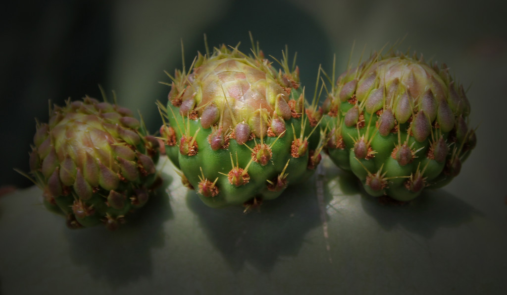 365 prickly pear by sdutoit