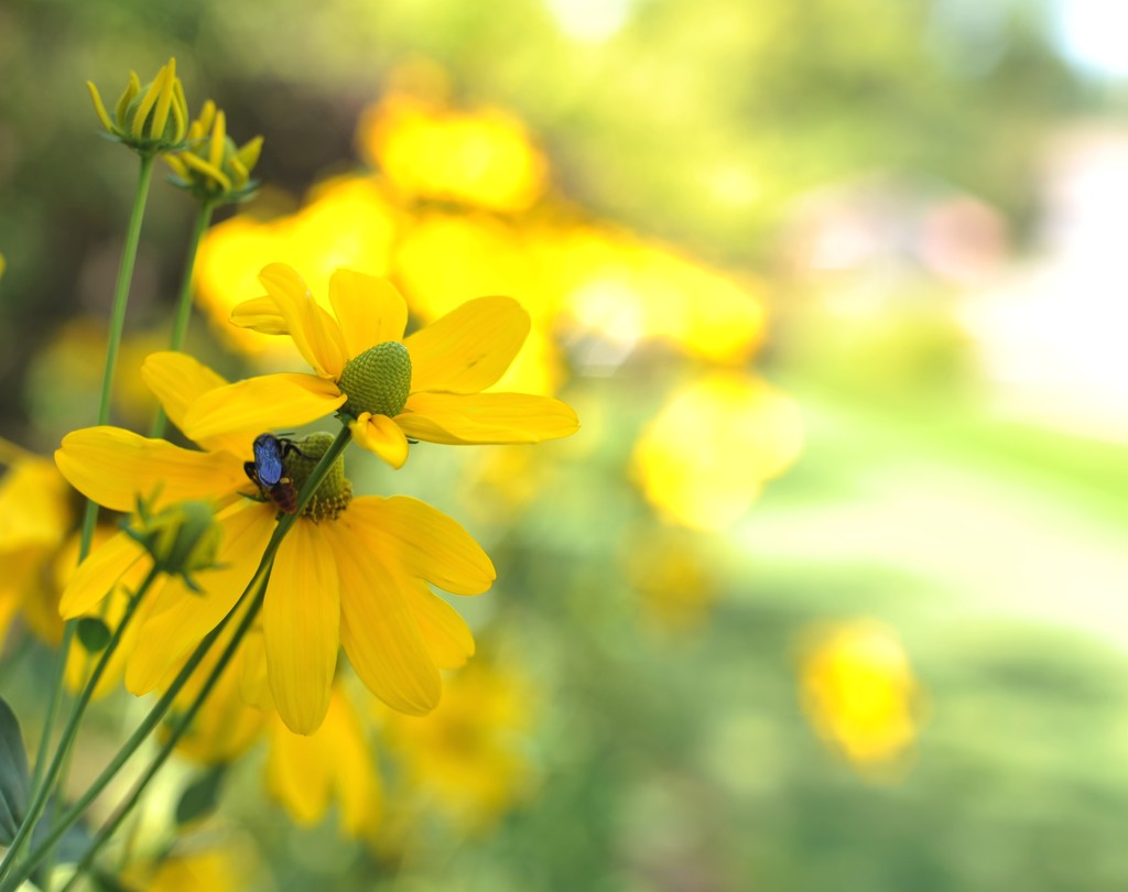 Yellow wildflowers by loweygrace