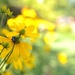 Yellow wildflowers by loweygrace