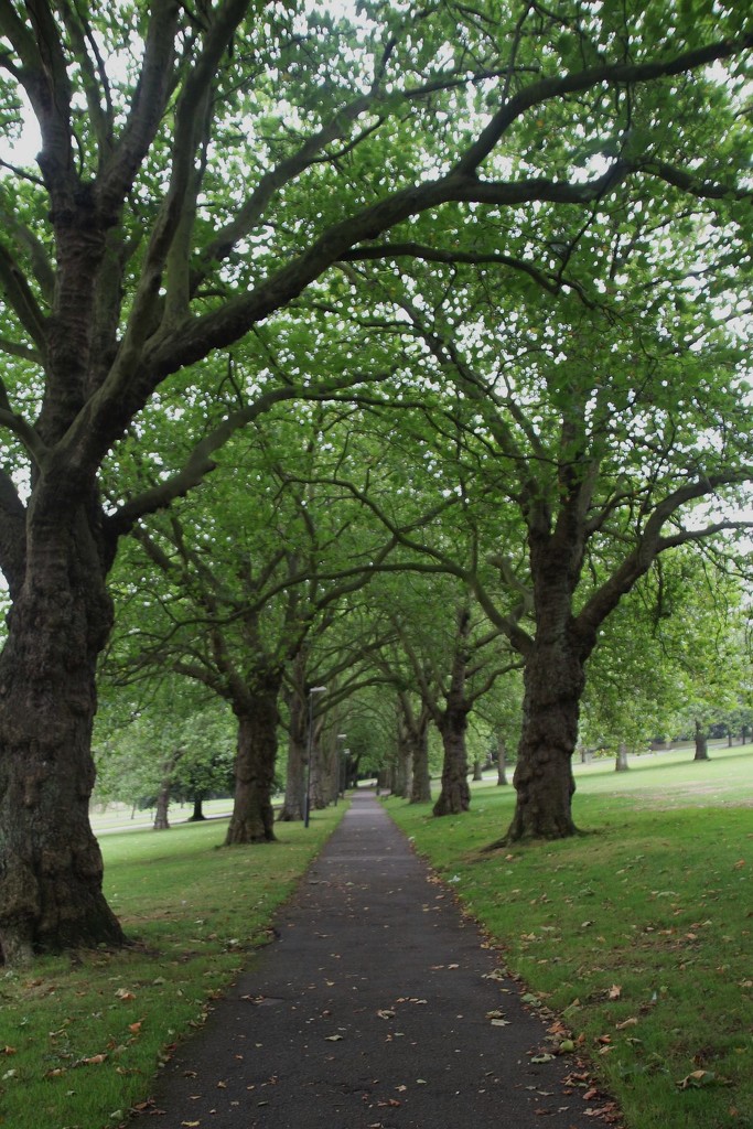 The Avenue at The Forest Recreation Ground by oldjosh