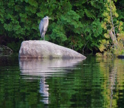 11th Aug 2015 - Different River, Different Heron