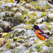 baltimore oriole by amyk